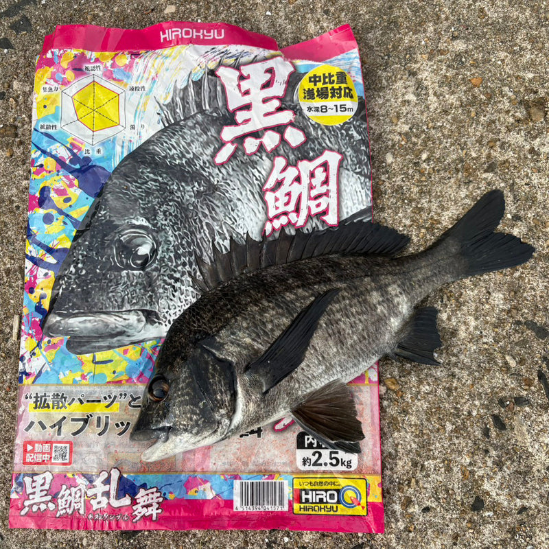 「大村湾 初秋のチヌ釣り」村川