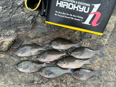 笠戸島沖の磯のグレ　外輪