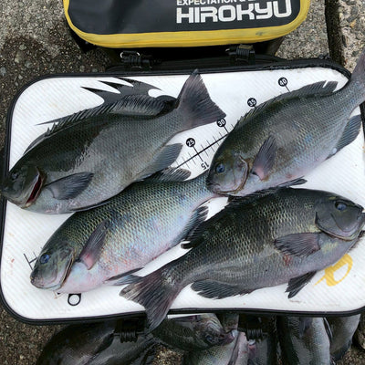 梅雨入り前の波止グレ　　秦