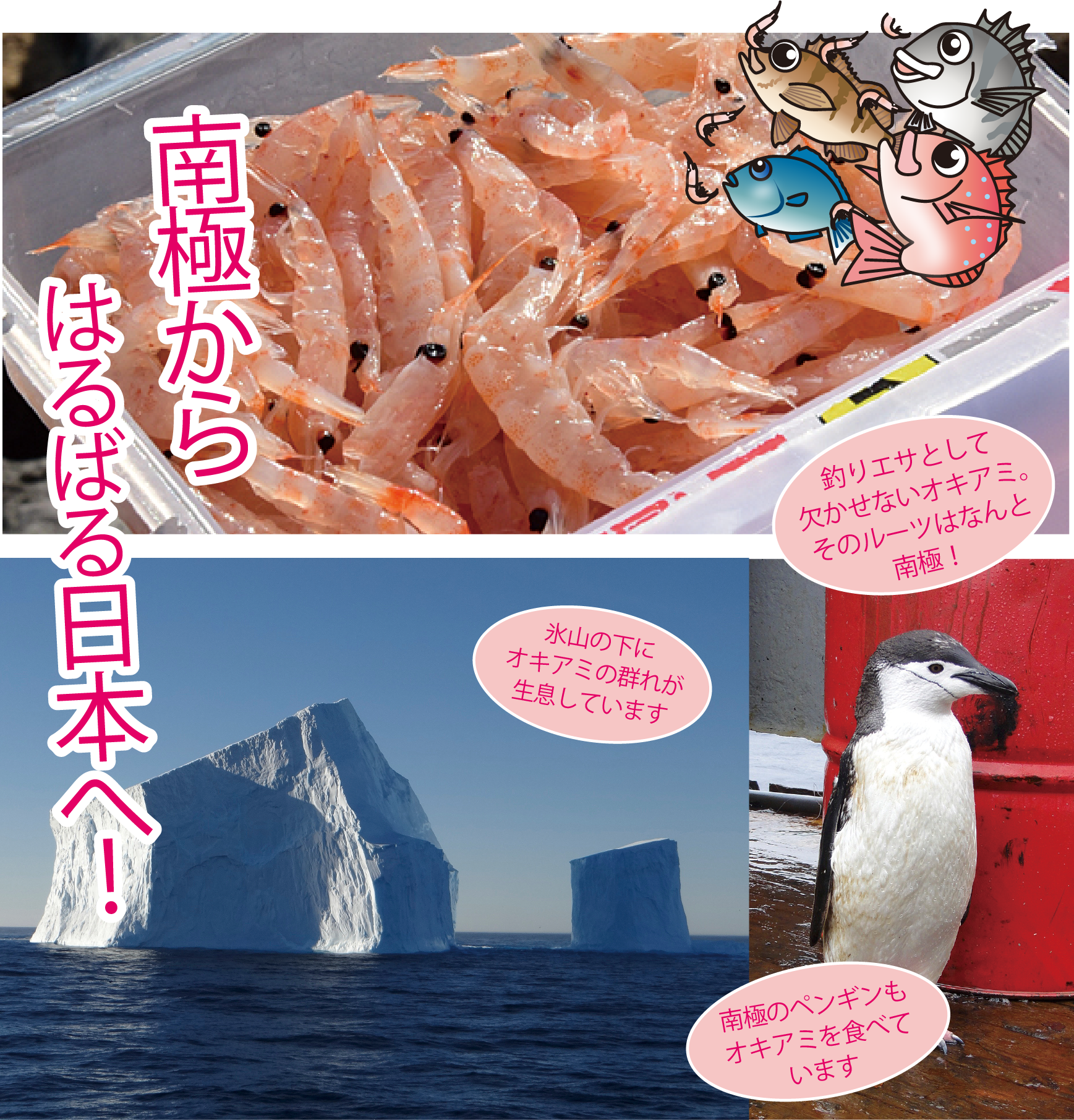 釣りの万能エサ「オキアミ」南極からはるばる日本へ！釣り餌オキアミ